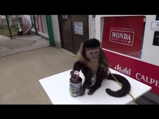 monkey buys juice from a vending machine