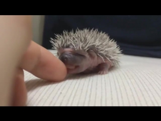 hedgehog tastes his finger